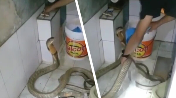 Ook grote slangen moeten wel eens onder de douche