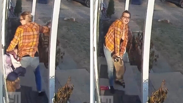 Moeder to the rescue als haar kind wordt aangevallen door een lijpe wasbeer