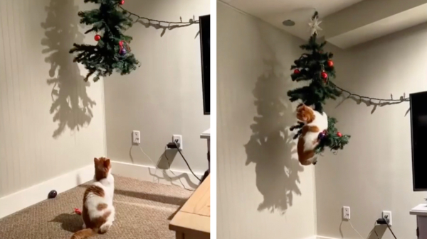 Zelfs op grote hoogte is de kerstboom niet veilig voor deze kat