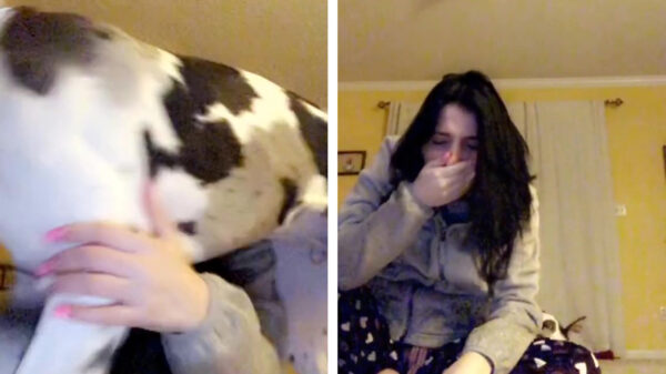 Leuk hè, zo'n enorme Deense Dog als huisdier?