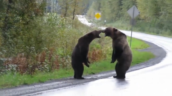 Grizzlyberen met ochtendhumeur praten meningsverschil midden op straat uit