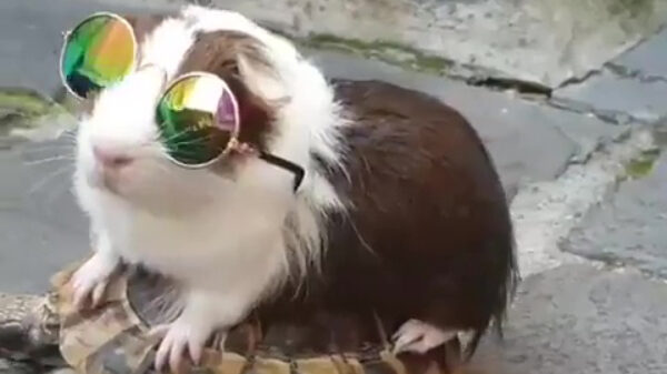 Meest chille cavia ter wereld maakt even een ritje
