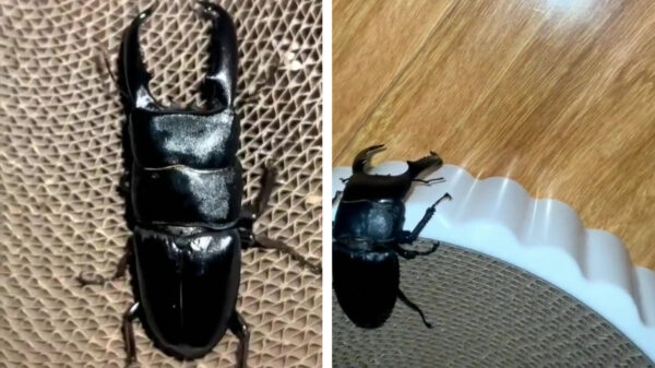 Met een vliegend hert in huis win je van elke speelgoedrobot