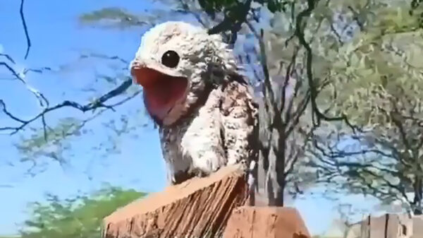 De potoo is wat je noemt een gekke vogel