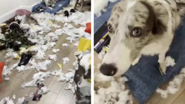 Neem een hond zeiden ze, da's leuk zeiden ze