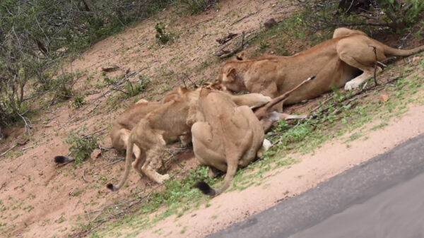 Reebok kiest allerslechtste plek in Kruger Park om over te steken