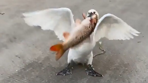 Gulzige smulpaap werkt even een lekker visje weg