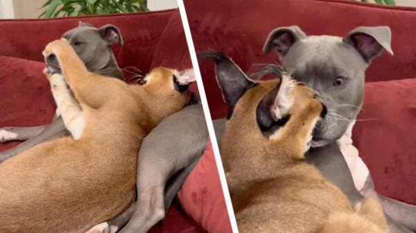 De haat-liefdeverhouding tussen een caracal en een stafford