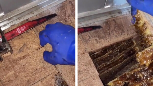 Ineens weten ze waar het zoemende geluid in de keuken vandaan komt