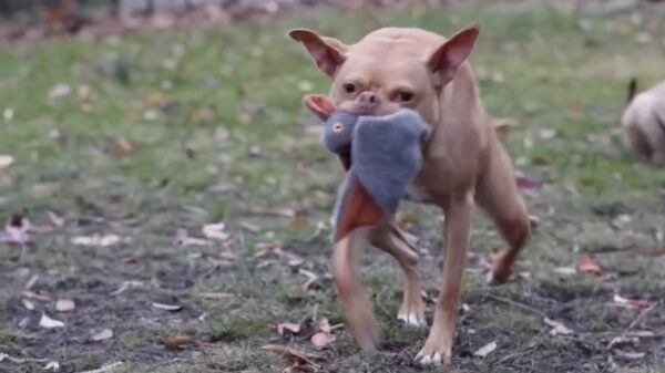 Wel eens zo'n gek hondje met zo'n gek speeltje gezien?