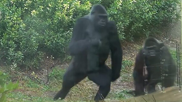 Snel naar binnen jongens, het begint te regenen