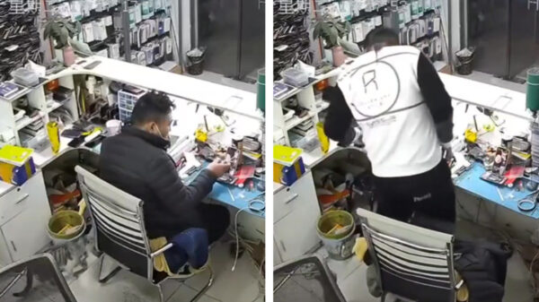 Altijd leuk als je kat een cadeautje voor je meeneemt