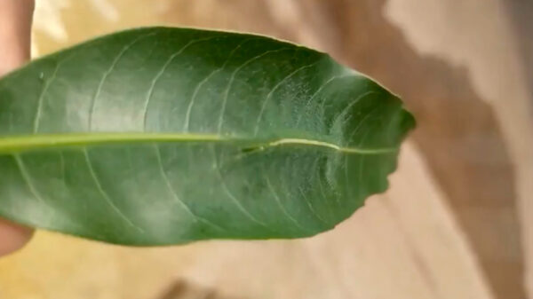 De geniale camouflage van de Euthalia aconthea vlinder