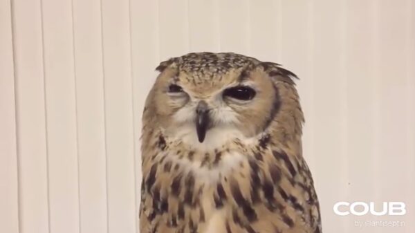 Deze Russische uil heeft een belangrijke boodschap voor je