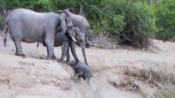 Olifanten helpen blije Dombo om een steile rivieroever op te komen