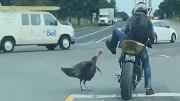 Een niet alledaagse road rage tussen een motorrijder en een kalkoen