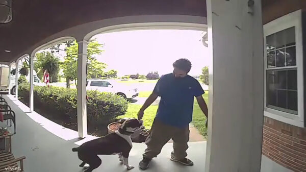 BAM, vol tegen zijn blije bakkes: enthousiaste hond is enthousiast