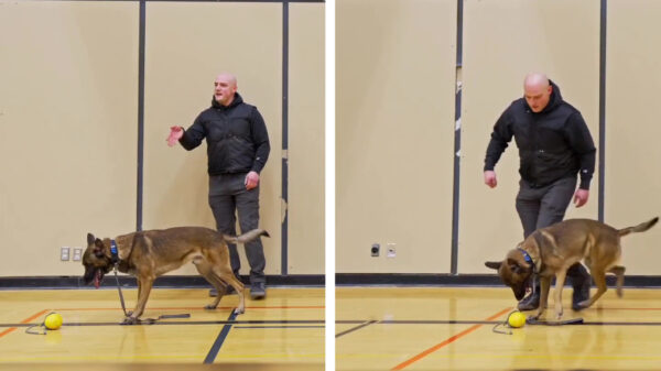 Zo, da's nog eens een indrukwekkende hondendemonstratie