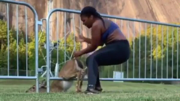 Vrouwelijke rambo probeert hertje te redden