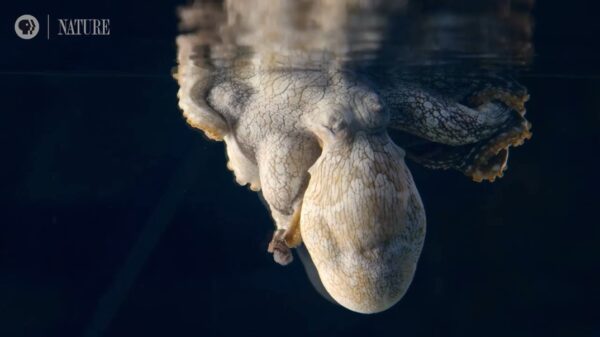 Zeldzame beelden laten zien hoe een octopus van kleur verandert tijdens het dromen