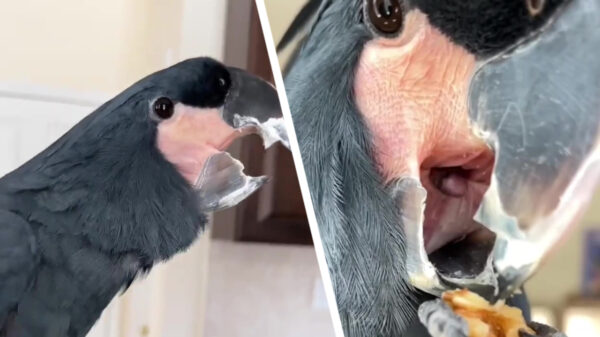 De palmkaketoe heeft de meest geschifte bek die je ooit op een vogel hebt gezien
