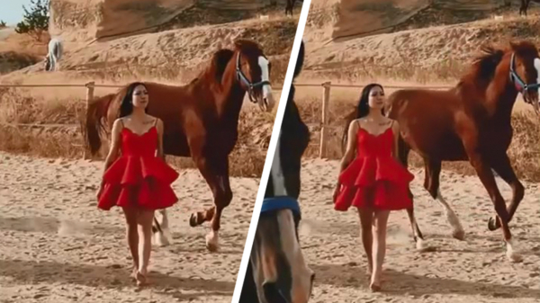 Door een kudde paarden lopen voor een fotoshoot, wat kan er fout gaan?