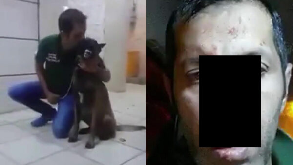 Sommige honden kun je beter geen kusje geven