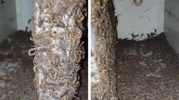 In dit geval zijn Hans en zijn flammenwerfer niet meer genoeg