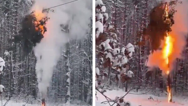 Bomen en stroomkabels zijn nog steeds geen fijne combinatie