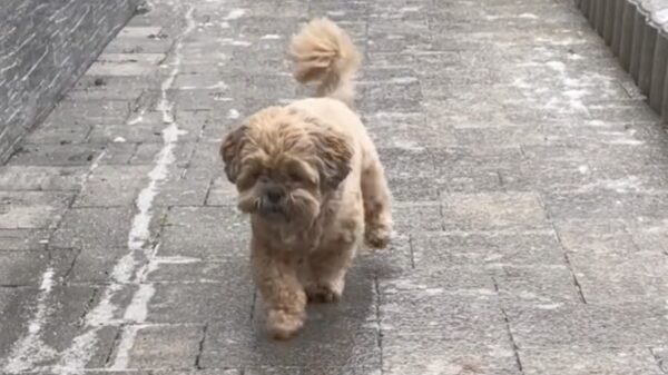 Schattig hondje vs net iets te gladde helling met ijzel