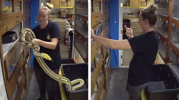 Middelvinger voor jou: slangenverzorger wordt net niet gebeten door python
