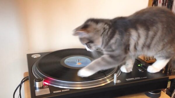 Dj Pussy voor al uw feesten en partijen