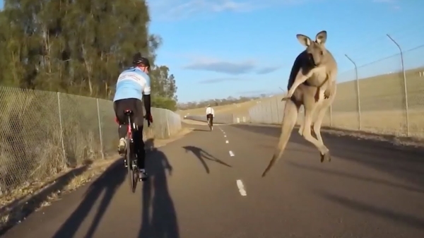Ook kangoeroes hebben een gruwelijke teringhekel aan wielrenners