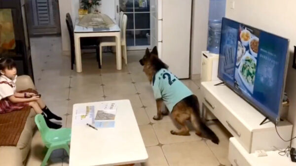 Teamwork 2.0: als de hond je waarschuwt tijdens het 'huiswerk maken'