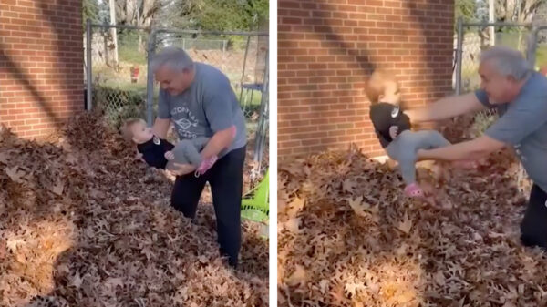 Dit is waarschijnlijk de laatste keer dat opa van het jaar op zijn kleinkind past