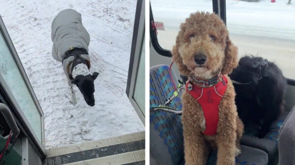Jongens, opschieten, de schoolbus is er!