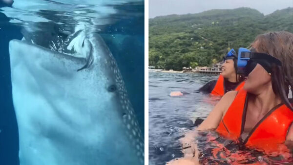 Gigantische walvishaai komt groepje zwemmers even gedag zeggen