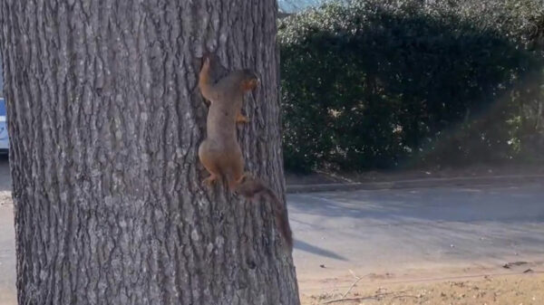 Jup, het is in Amerika echt krankzinnig koud