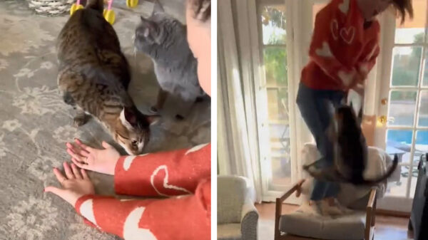 Dit krijg je als je bent vreemdgegaan en naar een andere poes ruikt