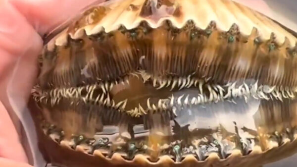 Als schelpen in de aanval gaan