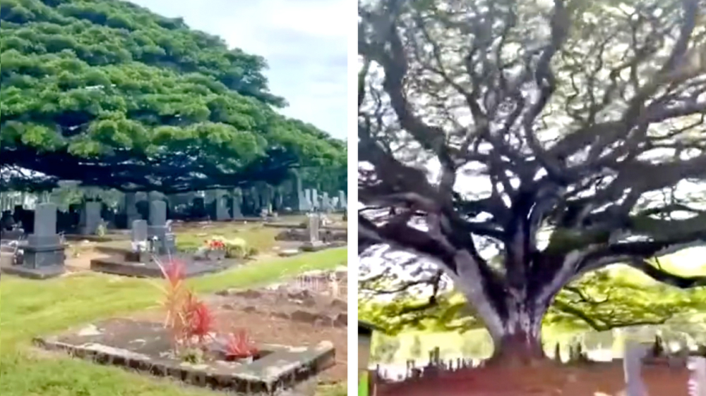 De gigantische boom op Hawaii die bijna de hele begraafplaats bedekt