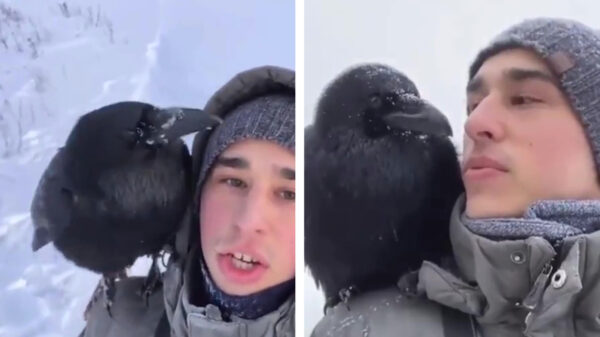 Ooit geweten dat je een raaf kunt trainen?