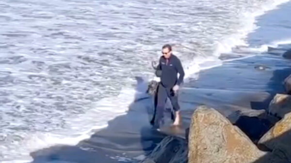 Ga met je hond op het strand wandelen they said, it'll be fun they said