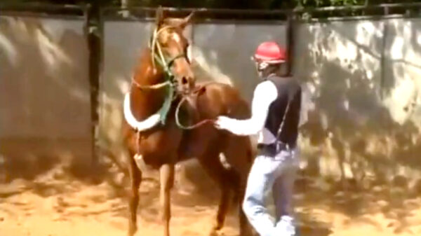 Instant justice voor deze agressieve ruiter die een trap uitdeelt