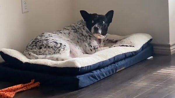 Iets zegt ons dat 'Freckles' misschien toch wel schuldig is