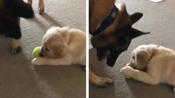 Duitse Herder heeft de kunst van het ruilen goed begrepen