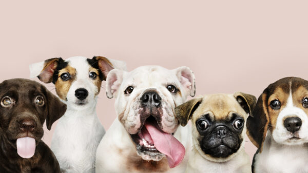 Op deze Blue Monday veroorzaken we een cuteness overload met deze gifdump