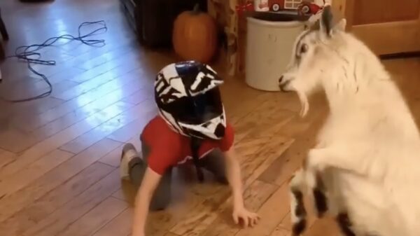 Alles is een huisdier: een middagje kopstoten met je tamme geit