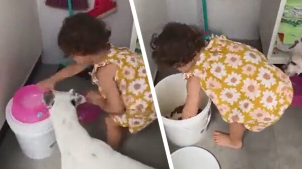 Als je dochter iets teveel plezier heeft bij het eten geven van de honden