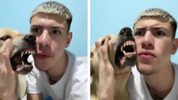 Beatboxen blijkt prima te gaan met je grommende hond